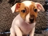 1 chiot Jack Russell femelle rouge et blanc non LOF d’octobre 2021, en vente
