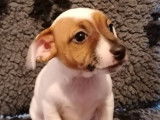 1 chiot Jack Russell femelle rouge et blanc non LOF d’octobre 2021, en vente
