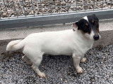 1 chiot Jack Russell femelle rouge et blanc non LOF d’octobre 2021, en vente