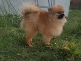 5 chiots Spitz Pomeranian nains à vendre, mâles LOF de 2021