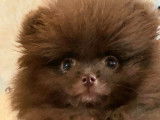 5 chiots Spitz Pomeranian nains à vendre, mâles LOF de 2021