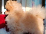5 chiots Spitz Pomeranian nains à vendre, mâles LOF de 2021