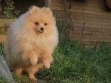 5 chiots Spitz Pomeranian nains à vendre, mâles LOF de 2021
