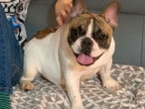 Chiot femelle Bouledogue Français LOF de 2021 blanc et fauve à vendre