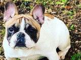Chiot femelle Bouledogue Français LOF de 2021 blanc et fauve à vendre