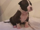 Chiots American Staffordshire Terrier LOF à vendre