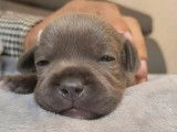 2 chiots Staffordshire Bull Terrier femelles à réserver, novembre 2021, LOF