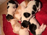 Six chiots Basset Hound LOF nés en novembre 2021, à réserver