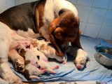 Six chiots Basset Hound LOF nés en novembre 2021, à réserver