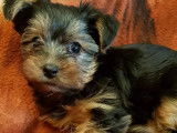 À vendre, quatre chiots Yorkshire Biewer noir et feu (non LOF)