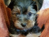 À vendre, quatre chiots Yorkshire Biewer noir et feu (non LOF)