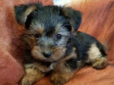 À vendre, quatre chiots Yorkshire Biewer noir et feu (non LOF)