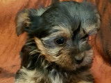 À vendre, quatre chiots Yorkshire Biewer noir et feu (non LOF)