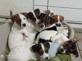 Sept chiots mâles Jack Russel nés octobre 2021 LOF à réserver