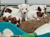 Sept chiots mâles Jack Russel nés octobre 2021 LOF à réserver