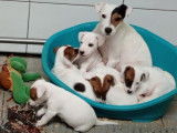 Sept chiots mâles Jack Russel nés octobre 2021 LOF à réserver