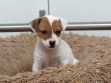 Sept chiots mâles Jack Russel nés octobre 2021 LOF à réserver