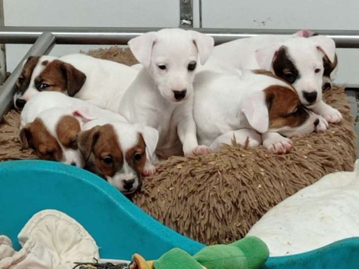 À réserver, des chiots Jack Russel Terrier nés en octobre 2021 LOF