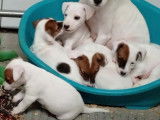 À réserver, des chiots Jack Russel Terrier nés en octobre 2021 LOF