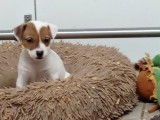 À réserver, des chiots Jack Russel Terrier nés en octobre 2021 LOF