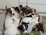 À réserver, des chiots Jack Russel Terrier nés en octobre 2021 LOF
