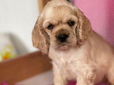 &Agrave; r&eacute;server, chiot femelle Cocker Am&eacute;ricain, cr&egrave;me, d&rsquo;octobre 2021 non LOF