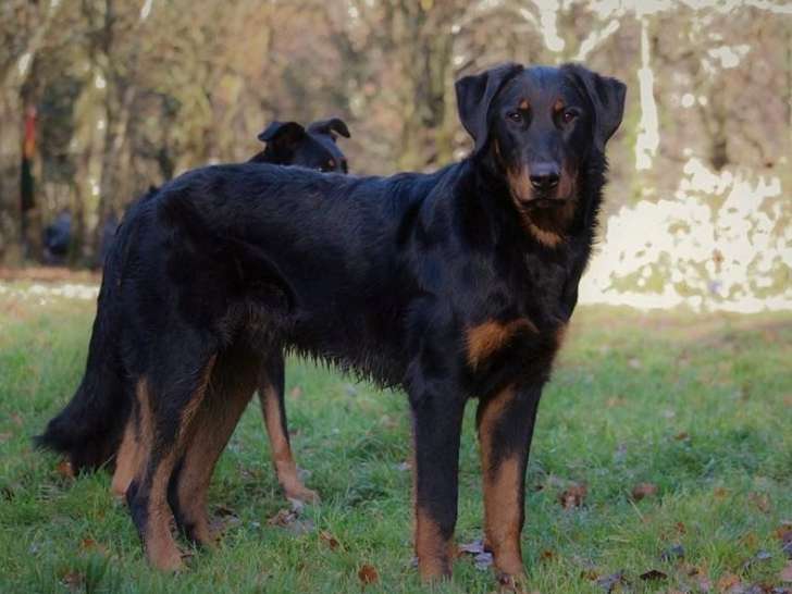 Un chien Beauceron LOF de 5 ans au pelage noir et feu disponible pour saillie