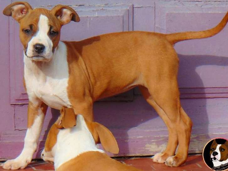4 chiots American Staffordshire Terrier LOF au pelage fauve et blanc à vendre