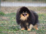 Un chien Spitz Nain mâle LOF au pelage noir et fauve disponible pour saillie