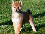 À vendre, chiots Shiba Inu nés octobre 2021 (LOF)