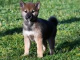 À vendre, chiots Shiba Inu nés octobre 2021 (LOF)