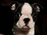 À vendre, sept chiots Boston Terrier noir et blanc (LOF), d’octobre 2021