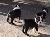 À vendre, sept chiots Boston Terrier noir et blanc (LOF), d’octobre 2021