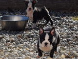 À vendre, sept chiots Boston Terrier noir et blanc (LOF), d’octobre 2021