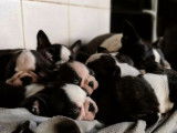 À vendre, sept chiots Boston Terrier noir et blanc (LOF), d’octobre 2021