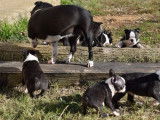 À vendre, sept chiots Boston Terrier noir et blanc (LOF), d’octobre 2021