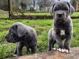À réserver, quatre chiots Cane Corso d’octobre 2021 (LOF)