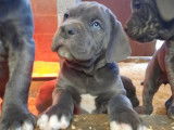 À réserver, quatre chiots Cane Corso d’octobre 2021 (LOF)