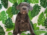 À réserver, quatre chiots Cane Corso d’octobre 2021 (LOF)