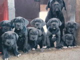 À réserver, quatre chiots Cane Corso d’octobre 2021 (LOF)
