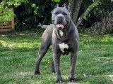 À réserver, quatre chiots Cane Corso d’octobre 2021 (LOF)