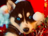 À vendre, chiots Husky Sibérien (non LOF)