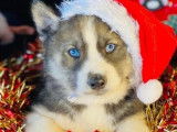 À vendre, chiots Husky Sibérien (non LOF)