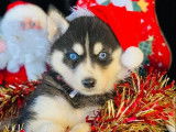 À vendre, chiots Husky Sibérien (non LOF)