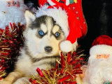 À vendre, chiots Husky Sibérien (non LOF)