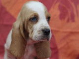 Vente de 3 chiots Basset Hound bicolores femelles LOF d'octobre 2021
