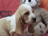 Vente de 3 chiots Basset Hound bicolores femelles LOF d'octobre 2021