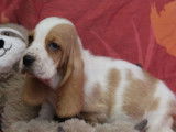Vente de 3 chiots Basset Hound bicolores femelles LOF d'octobre 2021