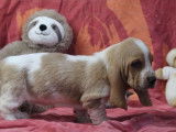 Vente de 3 chiots Basset Hound bicolores femelles LOF d'octobre 2021