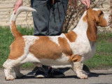 Vente de 3 chiots Basset Hound bicolores femelles LOF d'octobre 2021